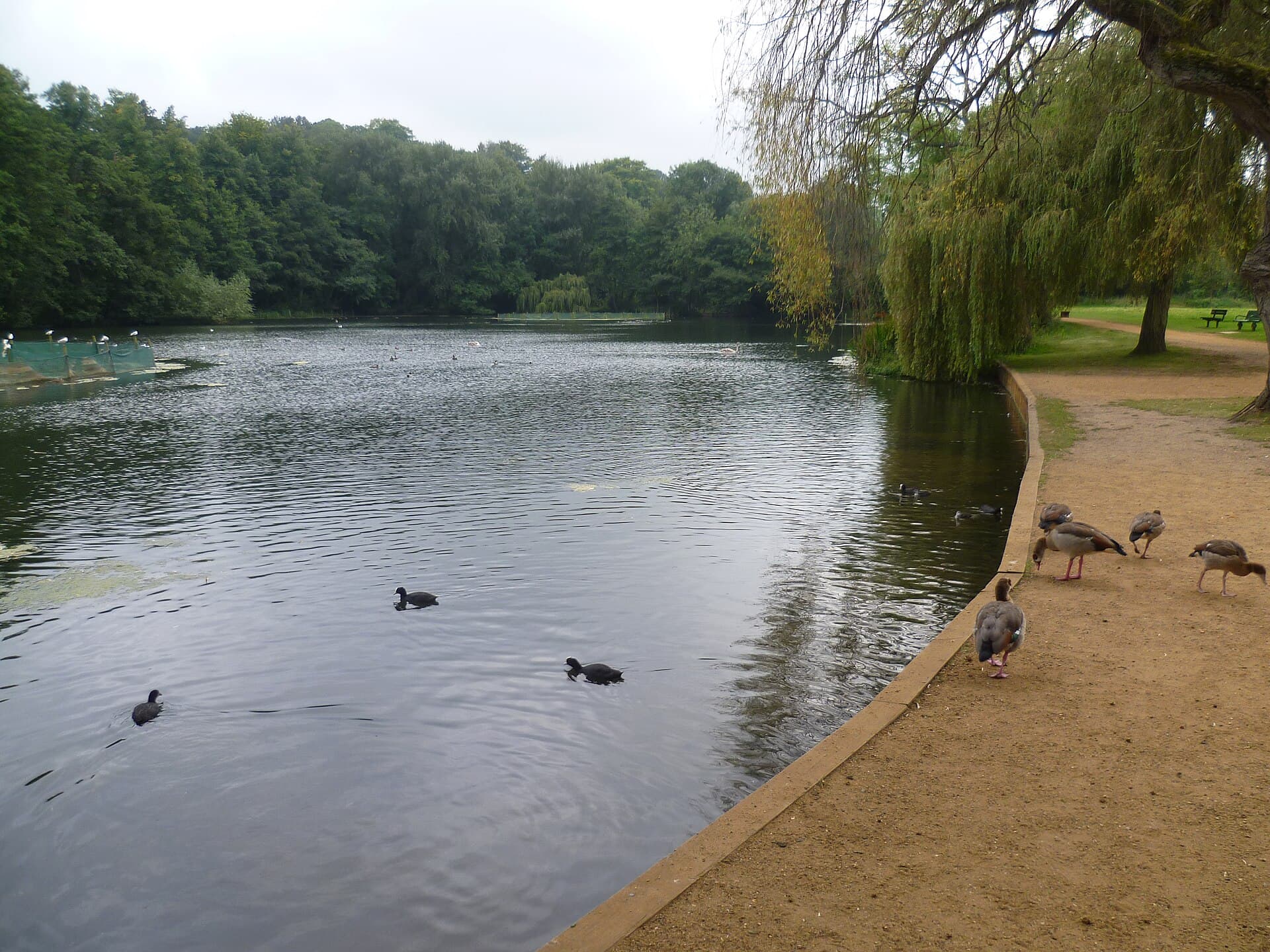 Priory Pond in Priory Park, Reigate